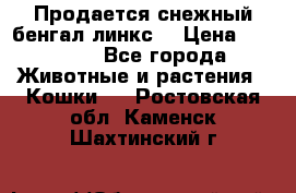 Продается снежный бенгал(линкс) › Цена ­ 25 000 - Все города Животные и растения » Кошки   . Ростовская обл.,Каменск-Шахтинский г.